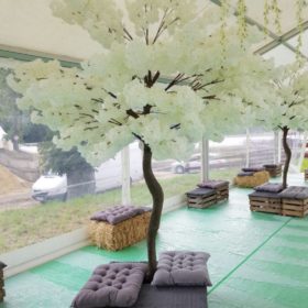 ARBRE CERISIER H2.70 BLANC